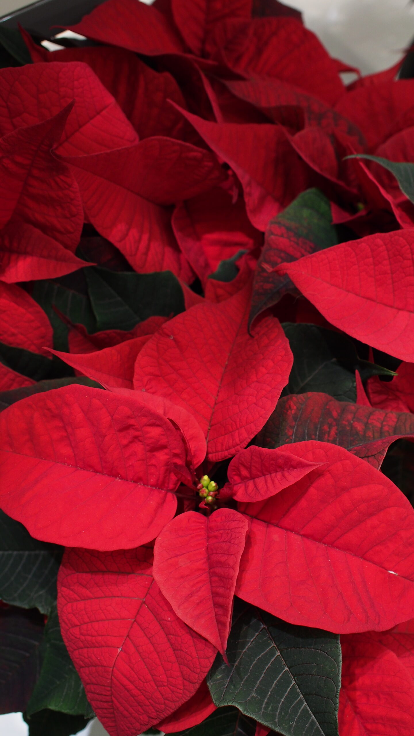 olympus-digital-camera-28